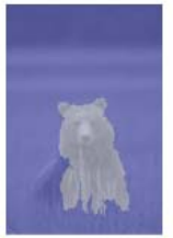 Bear2.png
