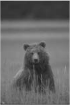 Bear1.png