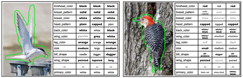 Файл:Birds annotations.png