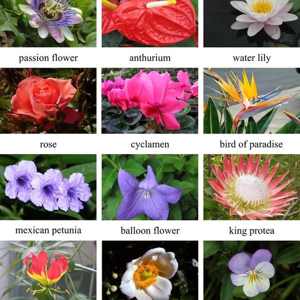 Файл:Flowers-examples.jpg