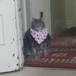 Poisson cat.jpg