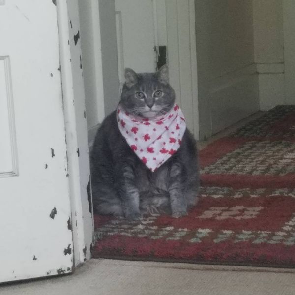 Файл:Poisson cat.jpg